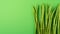 Fresh Lemongrass Stalks on Green Background AI Generated