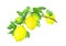 Fresh lemons branch, water color botanical illustration