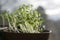 Fresh lepidium sativum growing on facial cotton