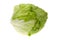 Fresh lettuce