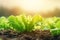 Fresh lettuce field, rows herb farm agricultural field plant crop.