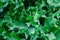 Fresh Lettuce green salad, fragment. Abstract background.
