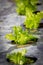 Fresh lettuce growing in hydroponics system
