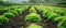 Fresh lettuce growing in neat rows on a farm