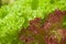 Fresh lettuce (Lactuca sativa var. crispa)