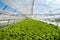 Fresh lettuce leaves in big greenhouse. Salad plant Butterhead lettuce, vegetable hydroponics
