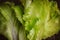 Fresh Lettuce leaveson Macro Batavia salad. Authentic still life with salad