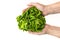 Fresh lettuce salad in woman\'s hands, top view, isolated