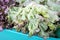 Fresh lettuce for sale in Rarotonga market Cook Islands