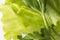 fresh Lettuces leaves on white plate on white background