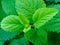 Fresh light green lemon balm or citronella leaf closeup in bright light