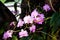 Fresh light pink endrobium orchids flowers bloom hanging on branch of tree background