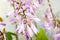 Fresh light purple Hosta Bluebell, Bellflower blossoming flowers on green leaves background in spring and summer season