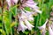 Fresh light purple Hosta Bluebell, Bellflower blossoming flowers on green leaves background in spring and summer season
