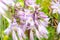 Fresh light purple Hosta Bluebell, Bellflower blossoming flowers on green leaves background in spring and summer season