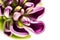 Fresh lilac blossom beautiful purple flowers. Neural network AI generated