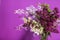 Fresh lilac flowers in a simple glass vase