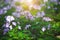 Fresh lilac wildflowers among lush green grass