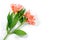 Fresh lily flowers on a white background with clipping path. Flower care, top view