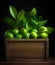 Fresh lime leaf in a wooden container, in the style of nusch Ã©luard, softly organic