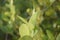 Fresh lime leaves on branch