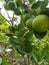 A fresh lime still hanging on its tree