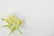 Fresh linden blossom on a white wooden background