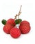 Fresh of litchi fruit