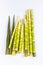 Fresh little bamboo shoots isolated