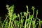 Fresh little green spouts of lentils