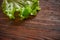 Fresh live lettuce leaf on a textured wooden background