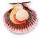 Fresh live opened scallop with scallop roe or coral close up. File contains clipping path