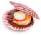 Fresh live opened scallop with scallop roe or coral close up. File contains clipping path