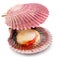 Fresh live opened scallop with scallop roe or coral close up. File contains clipping path