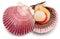 Fresh live opened scallop with scallop roe or coral. File contains clipping path