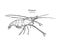 Fresh live River shrimp hand draw sketch vector