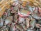 Fresh living crabs