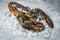 Fresh lobster shellfish in the seafood restaurant for cooked food / Raw lobster on ice on a black stone table top view