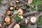 Fresh logs. Close-up. Fresh firewood. eco forest. Fresh sawn logs and stump. Logging firewood. Fresh sawn logs and stump with