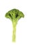 Fresh long and lean broccoli in closeup