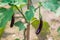 Fresh long purple brinjal eggplant hanging on the plant