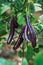Fresh long purple brinjal eggplant hanging on the plant
