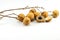 Fresh longan fruit and peel shows the white meat with black seed isolated on white background, selective focus