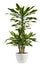 Fresh Look Dracaena Fragrans Flowering Plant