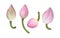 fresh lotus buds, Lotus buds, Lotus national flower of Vietnamese, pink tulips isolated on white