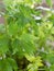 Fresh Lovage Plant