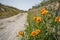 Fresh lovely orange poppy wild flower foreground along walking trail in red valley with unpaved road background, selective focus