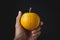 Fresh Lucuma fruit- Eggfruit on the dark background