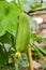 Fresh Luffa aegyptiaca plant in nature garden