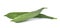 Fresh luffa vegetable on white background